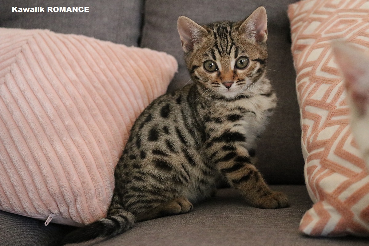 chaton bengal